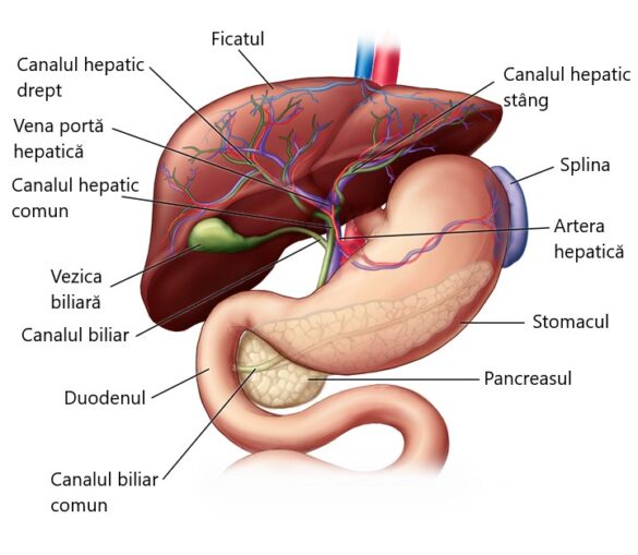 Ficatul Anatomie Func Ii I Boli Asociate Info Natura