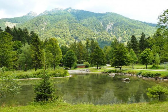 Tipuri de ecosisteme de pe planeta noastră Info Natura