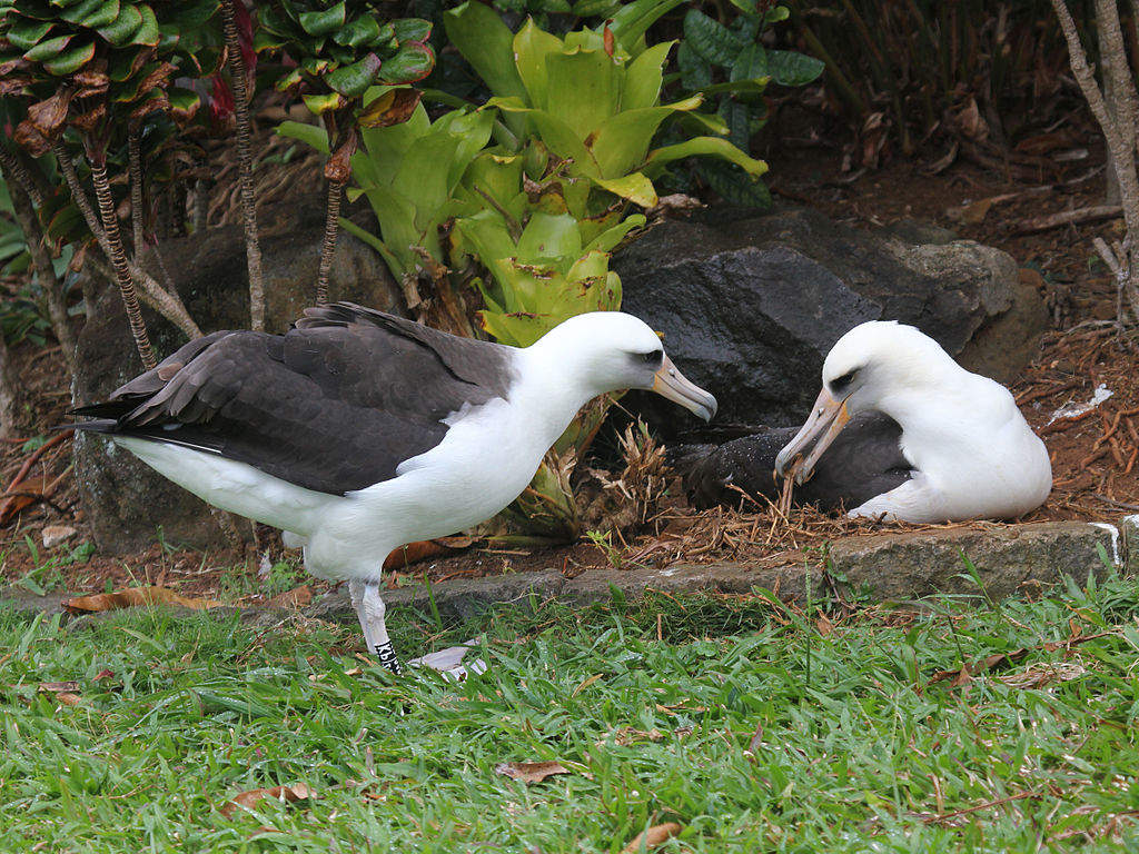 Albatrosi Laysan