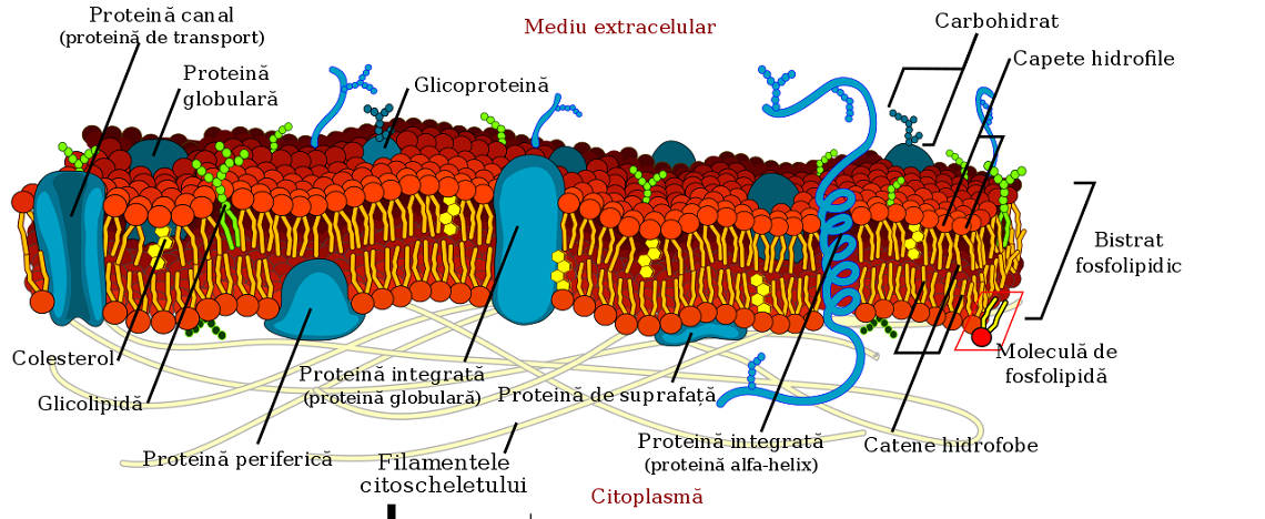 Structura membranei celului bacteriene