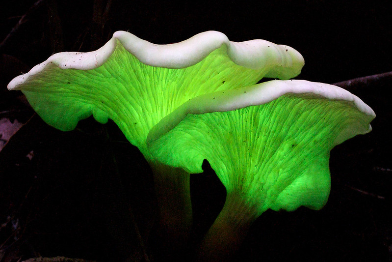 Ciupercă bioluminescentă (Omphalotus nidiformis)