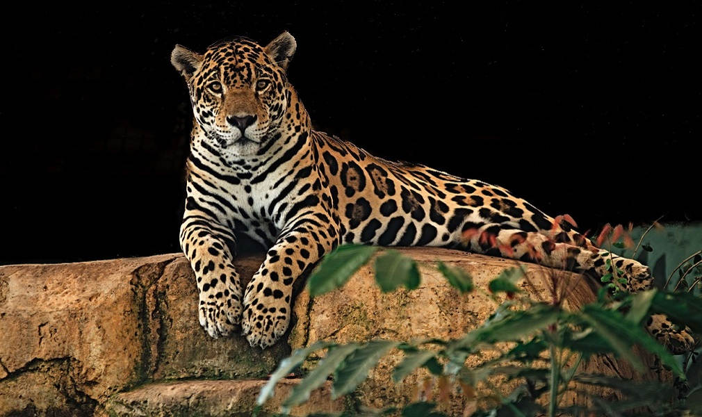 Jaguarul