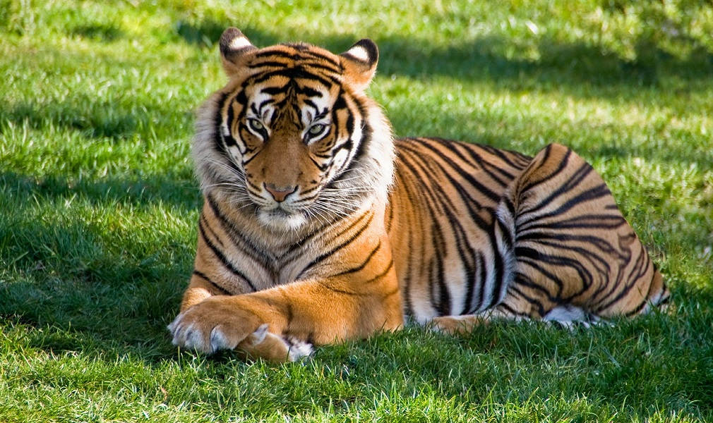 Tigrul