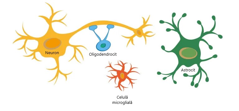 Tipuri de celule gliale