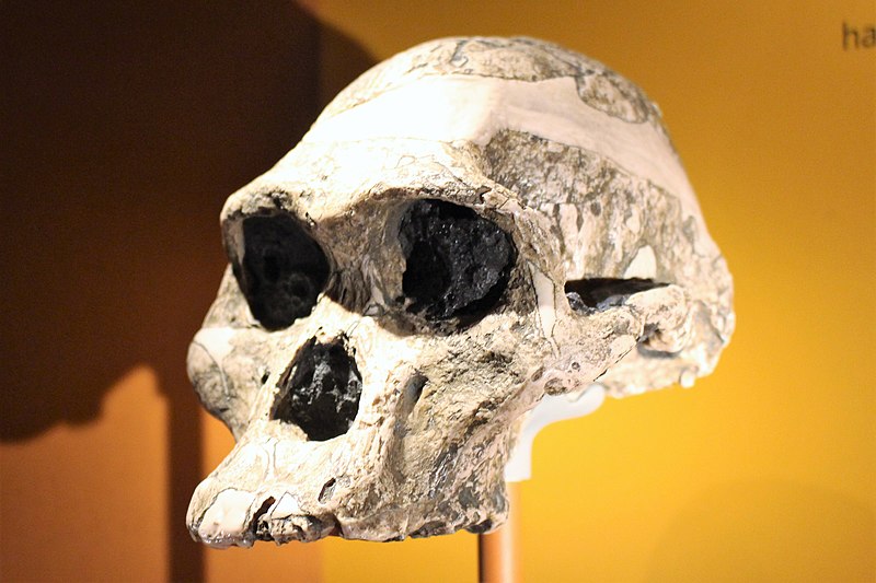 Craniu de Australopithecus africanus
