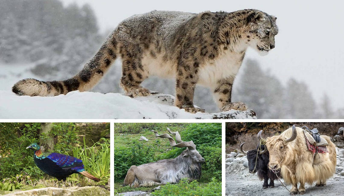 Animale din Himalaya