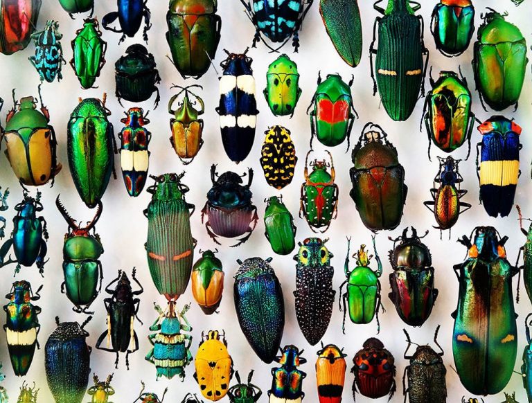 Altes Insect Insectele, arahnidele și alte artropode - Info Natura
