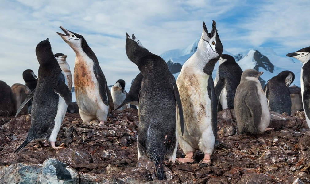 Pinguini Gentoo