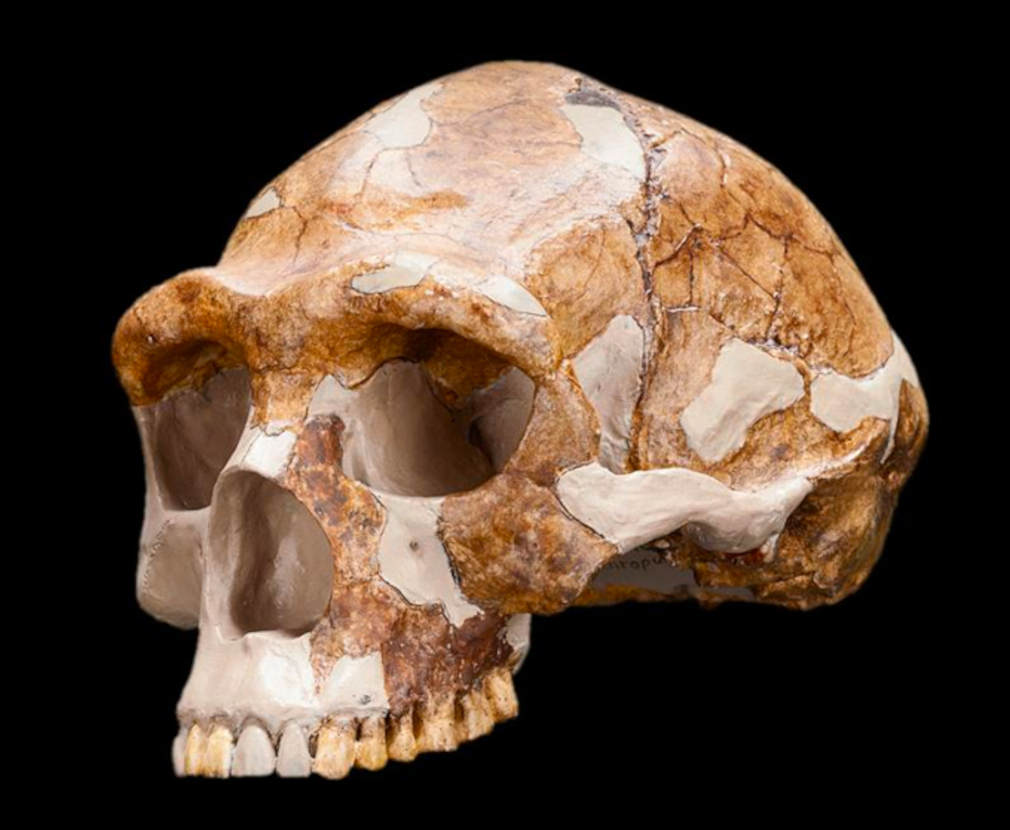 Craniu de Homo erectus