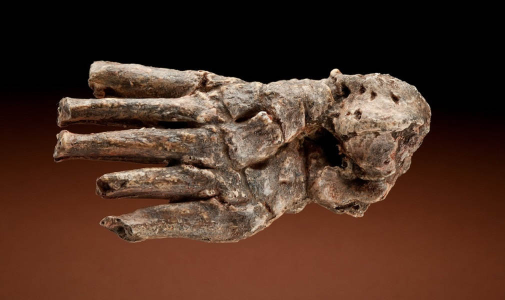 Picior de Homo habilis