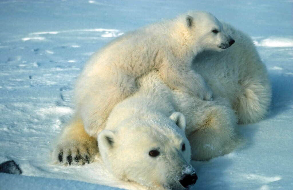 Ursul polar