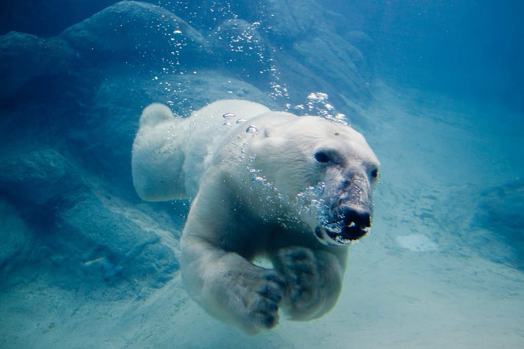 Urs polar înotând