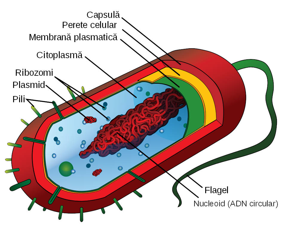 Celula procariotă