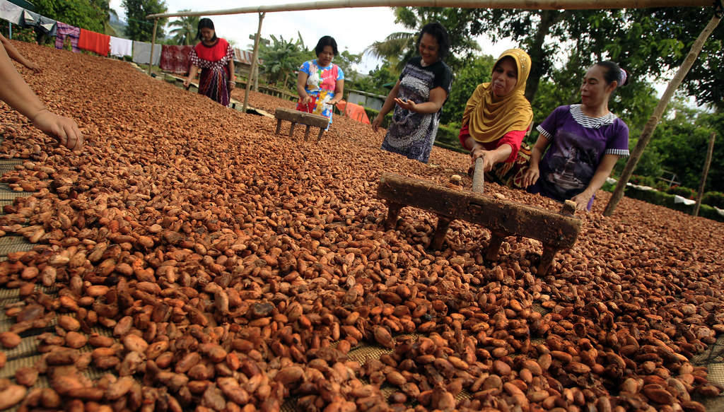 Cultivatori de cacao