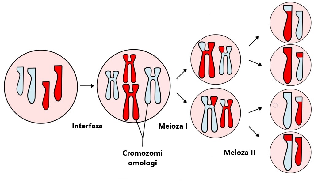 Diagrama meiozei