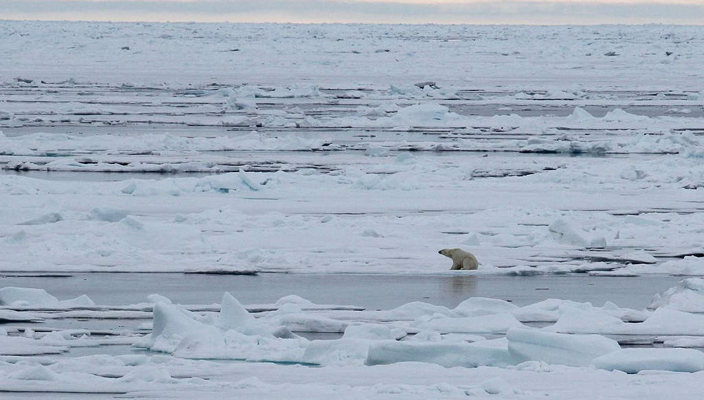 Urs polar în Arctica