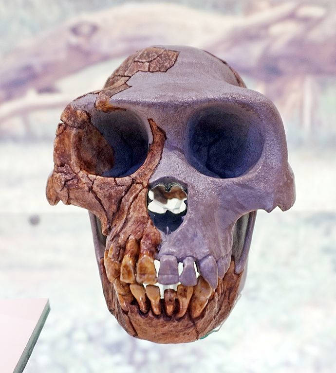 Ardipithecus ramidus craniu