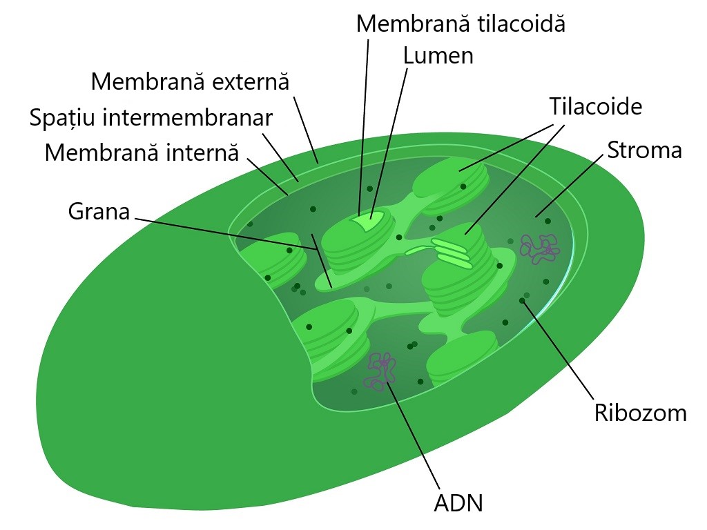 Schemă cloroplast
