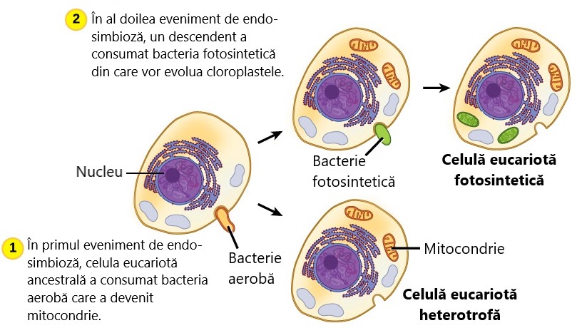 Endosimbioza