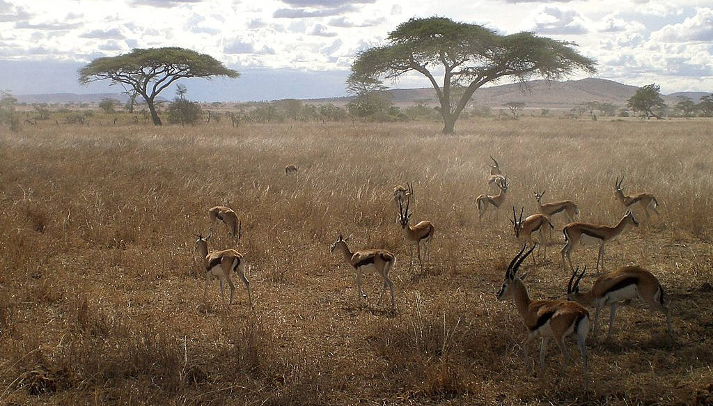 Gazele în Serengeti