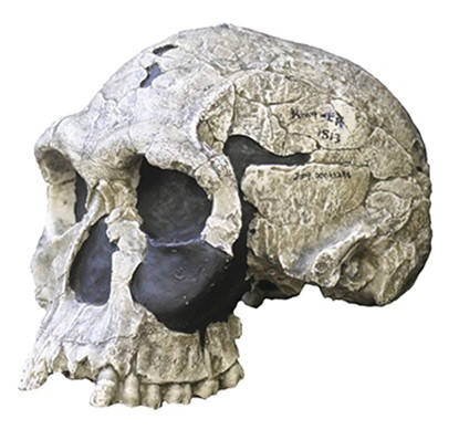 Homo habilis - craniu