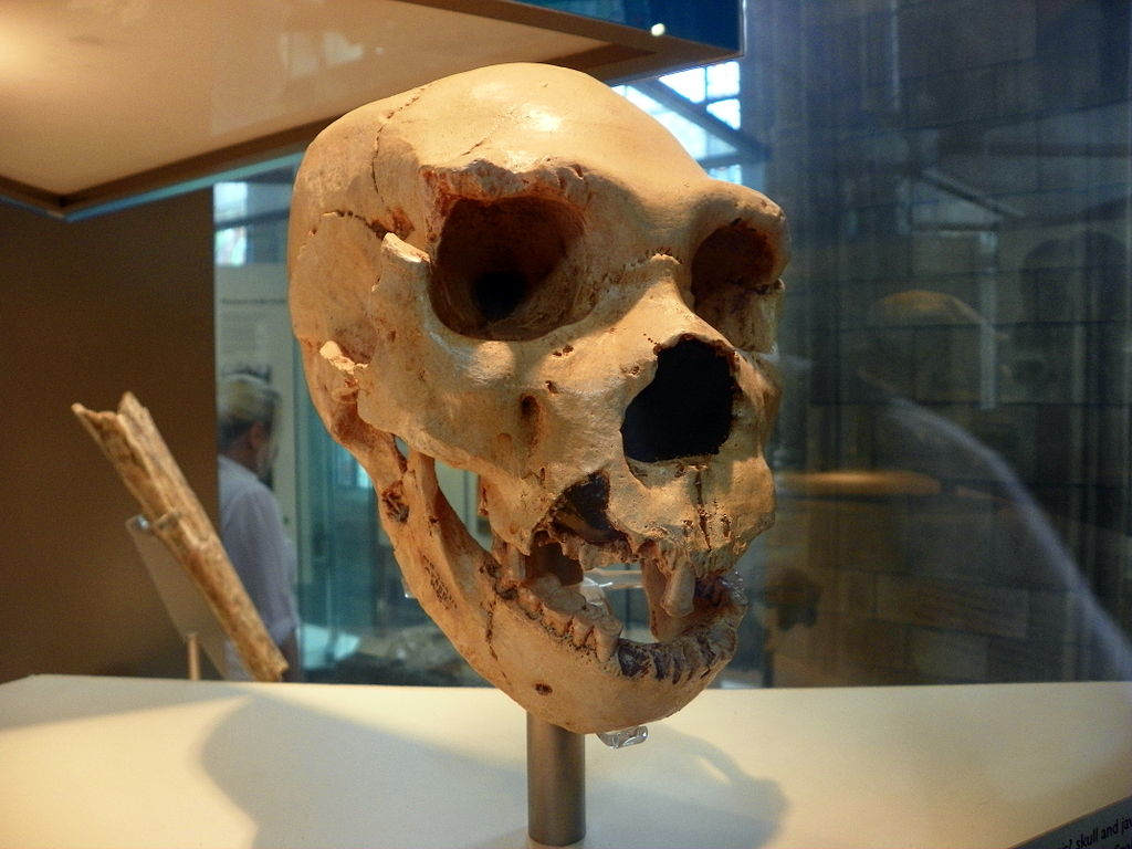 Homo heidelbergensis - craniu