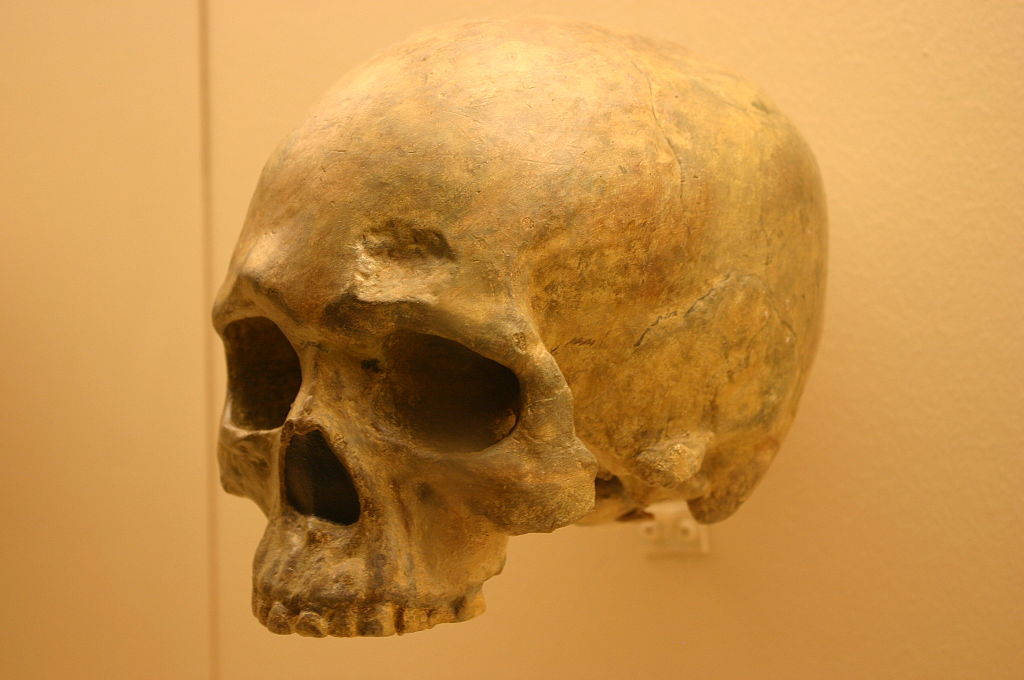 Homo sapiens - craniu