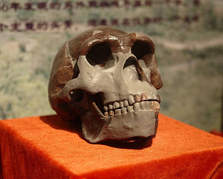 Omul din Peking - craniu