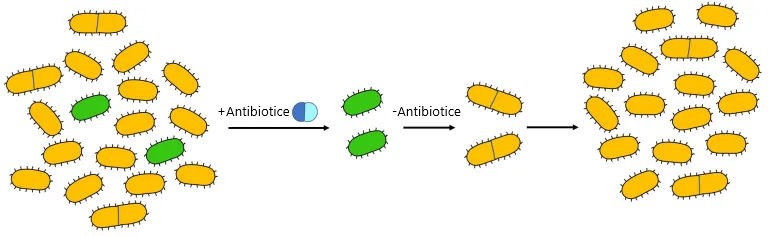 Schemă persistența la antibiotice