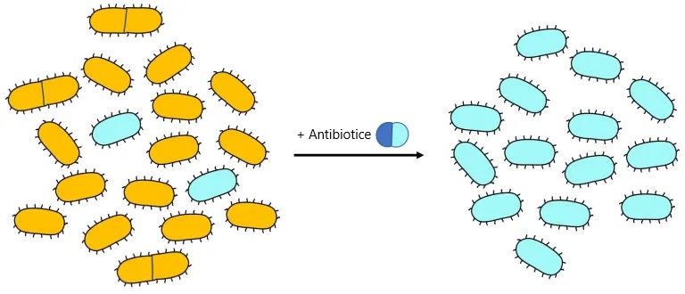 Schemă rezistența la antibiotice