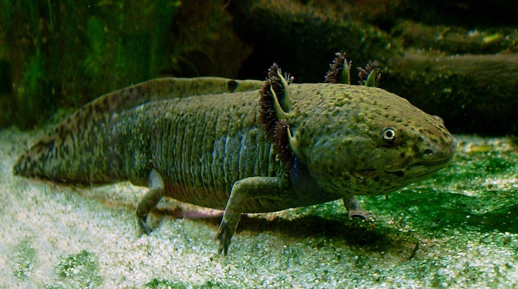 Axolotlul