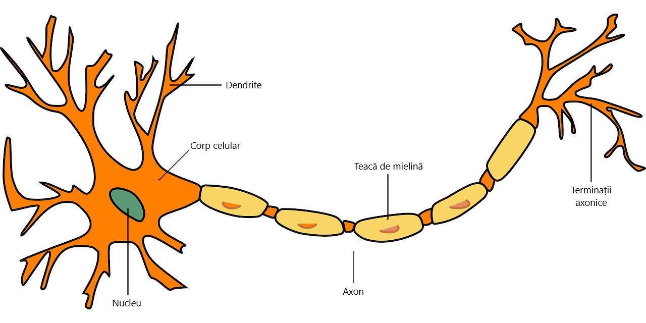 Anatomia neuronului