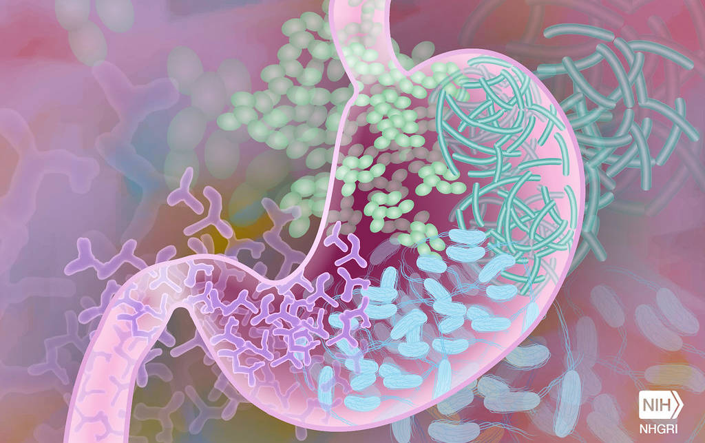 Bacterii intestinale (ilustrație)