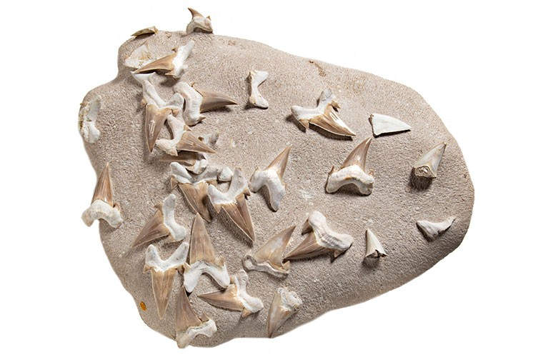 Dinți de rechin fosilizați