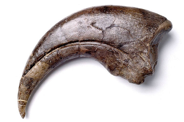 Gheară de Baryonyx fosilizată
