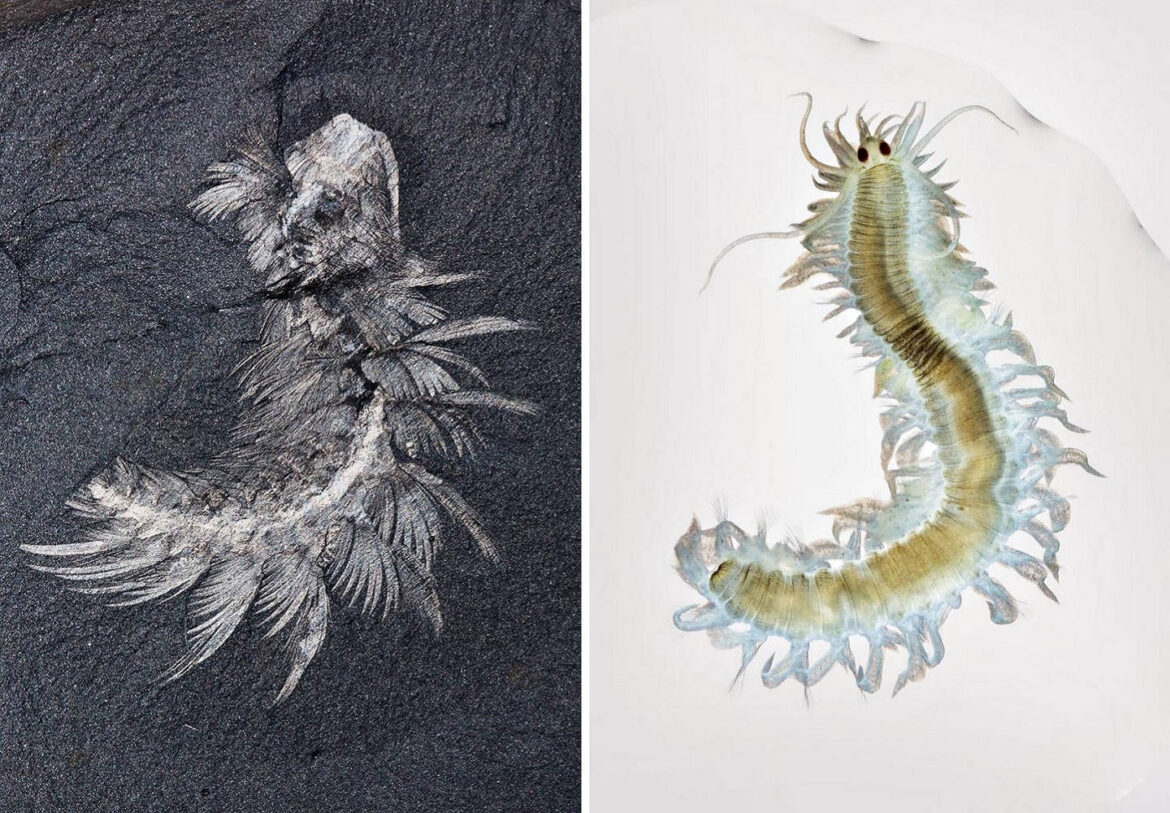 Canadia spinosa si polichetele