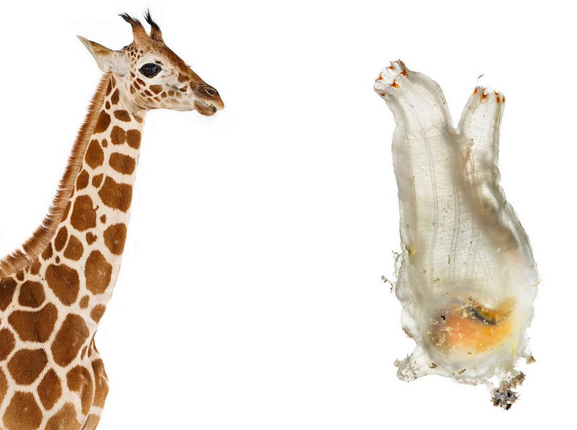 Girafă vs. Ciona savignyi