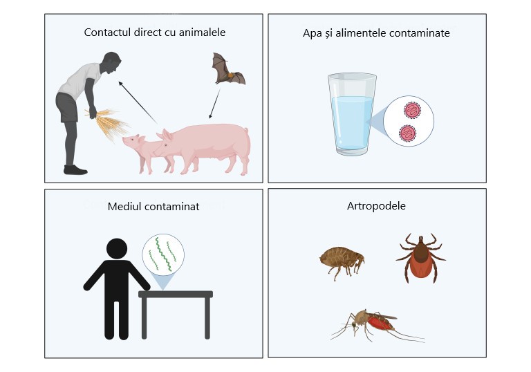 Metode de transmitere a zoonozelor