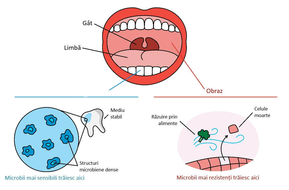 Microbi din cavitatea bucală (ilustrație)