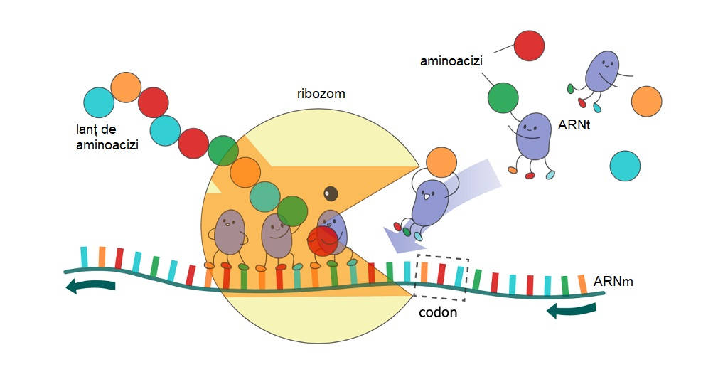 Ribozomii (ilustrație)