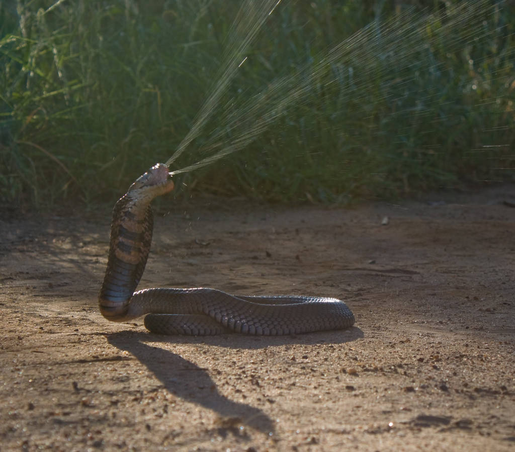 Cobra scuipătoare de Mozambic