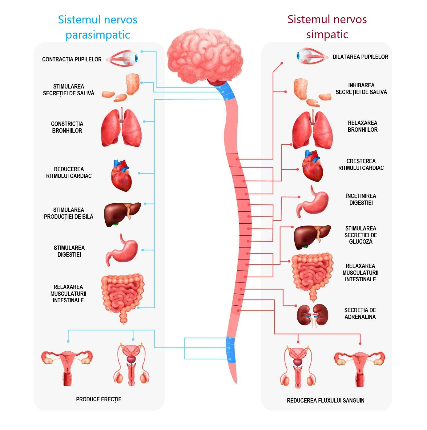 Funcțiile sistemului nervos simpatic și parasimpatic