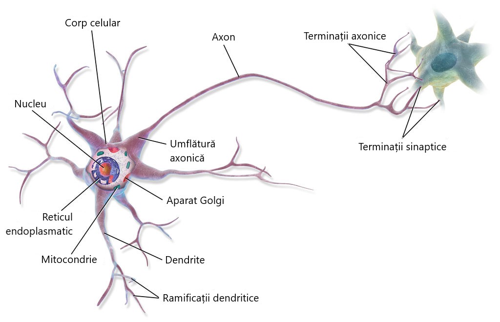 Structura unui neuron