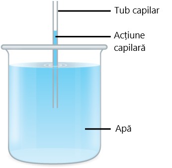 Tub capilar în pahar cu apă