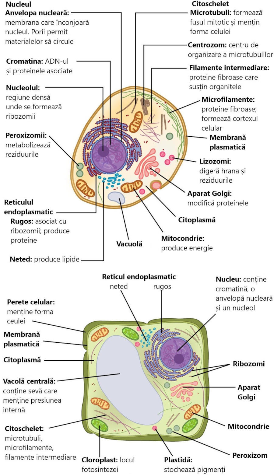 Celula animală și celula vegetală