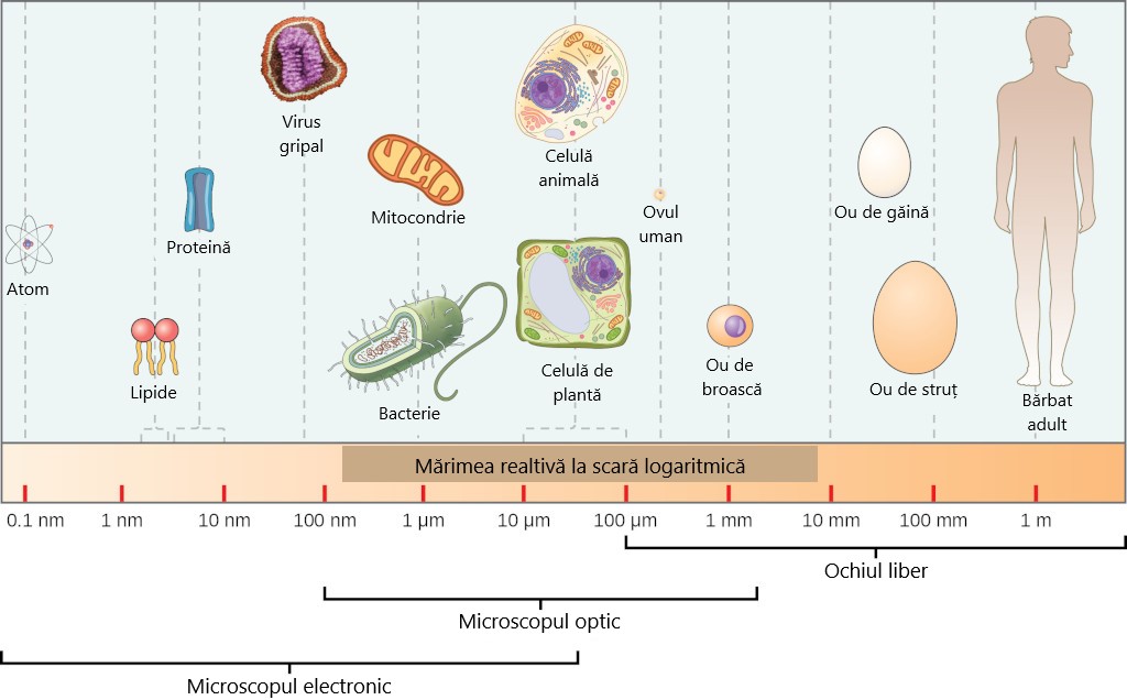 Dimensiunile relative ale microbilor