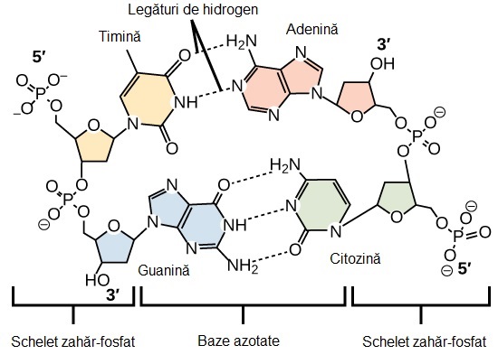 Legături de hidrogen în ADN