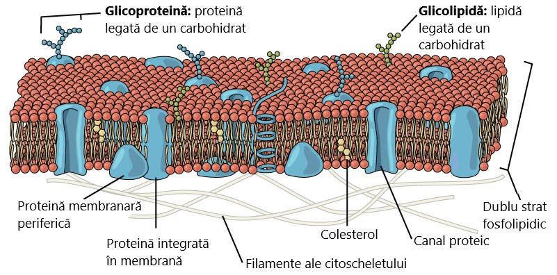 Membrana celulară
