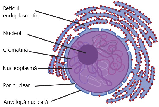 Nucleul celulei