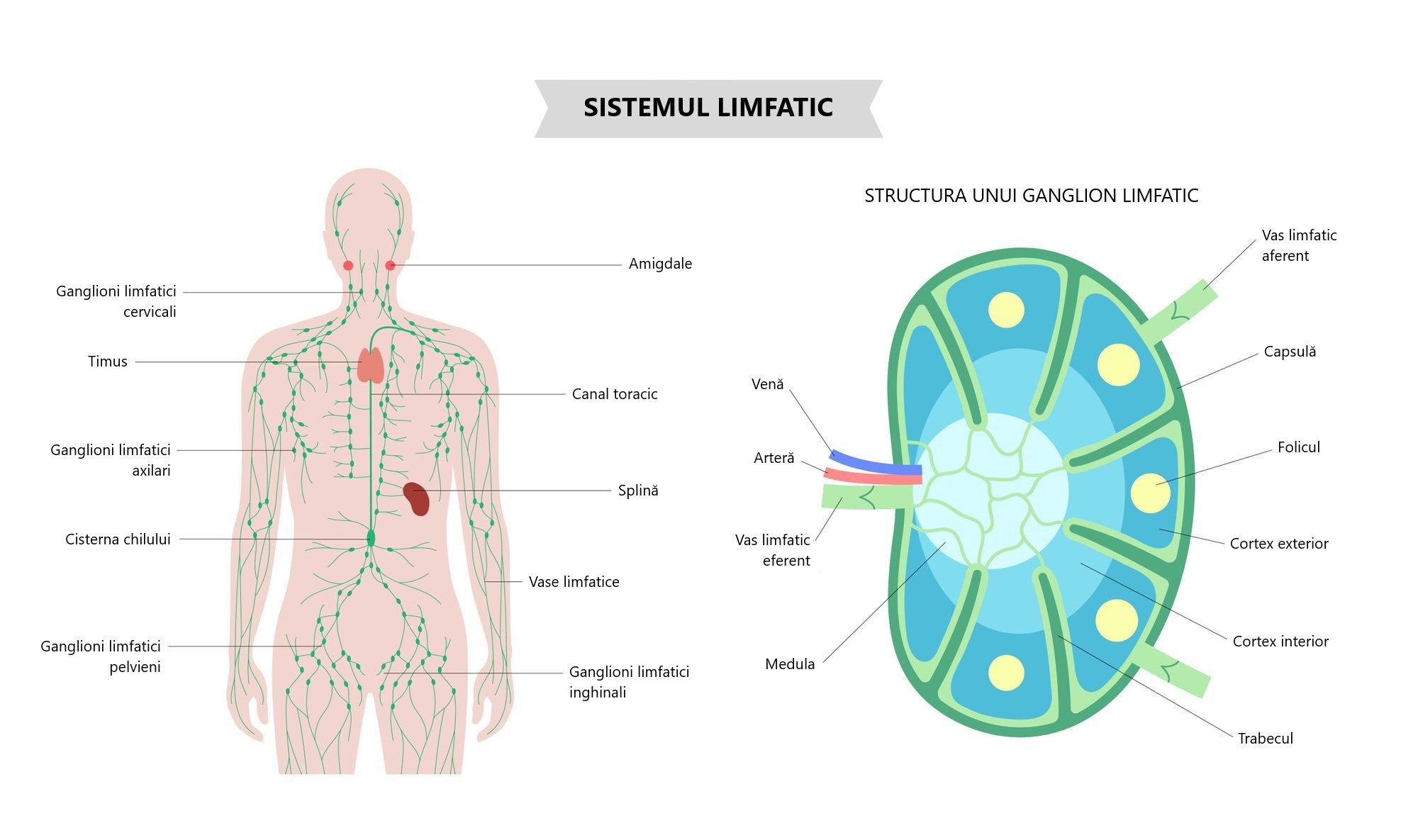 Schema sistemului limfatic